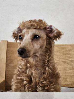 「なんか…ごめんね」　プードルを自力でカットした結果に「ごめん笑う」