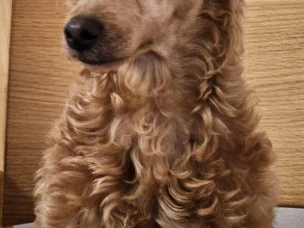 「なんか…ごめんね」　プードルを自力でカットした結果に「ごめん笑う」