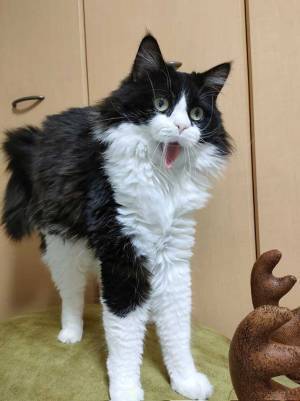 個性爆発！　特徴的なあくびをする猫に「舌がかわいい」「撫でたくなる～！」