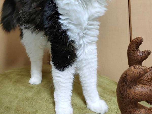 個性爆発！　特徴的なあくびをする猫に「舌がかわいい」「撫でたくなる～！」