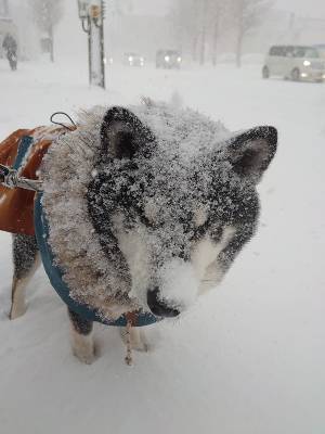 雪の中、柴犬と信号待ちをした飼い主　隣を見ると…「二度見した」「すごっ！」