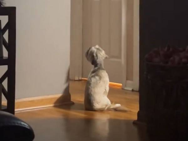 「ペットをもっと気にかけてあげて」　動画に涙する人が続出「手遅れになる前に」