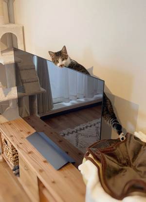 テレビの背後に息を潜める『ある動物』の正体とは…？　「やる気満々なお顔」「嫌な予感がしますね」