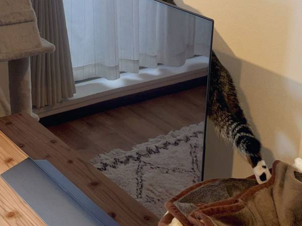 テレビの背後に息を潜める『ある動物』の正体とは…？　「やる気満々なお顔」「嫌な予感がしますね」