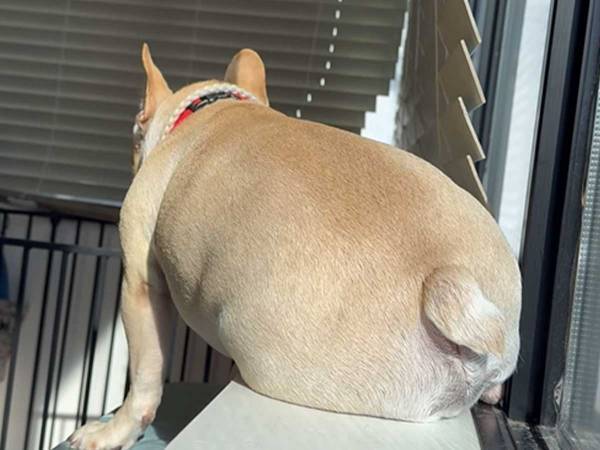 日向ぼっこしながら、何かを見下ろす犬　視線の先にあるものに「自慢気！」