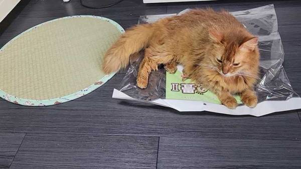 「気に入ってくれて嬉しい！」　猫用の畳を購入した飼い主　写真に、ツッコミ不可避