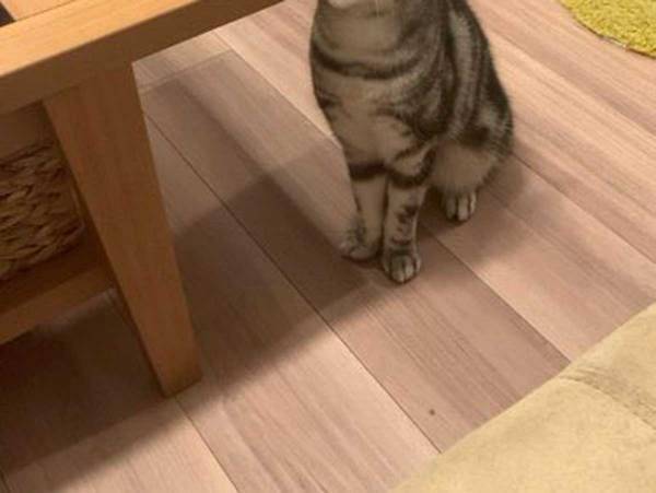 あくびをする猫の衝撃展開に笑った人が続出！　飼い主「天然なので何度もやるんです」