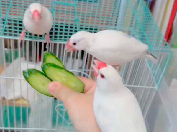 キュウリを前にした文鳥　まさかの行動に「声出して笑った」「まるでチンピラ」