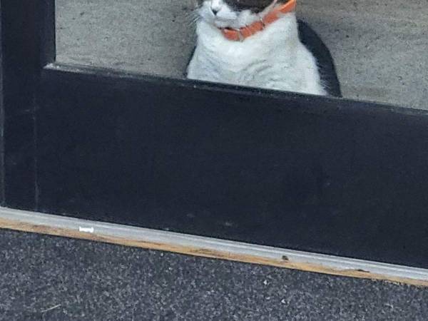 「どう見ても常連さん」　開店前のドーナツ店に並ぶ『お客さん』に笑いが込み上げる！