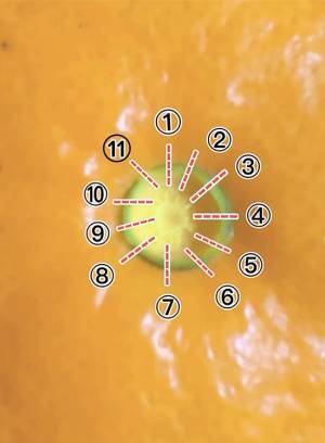 覚えておくと楽しい！ミカンの豆知識　ヘタをとってくぼみを見ると…？