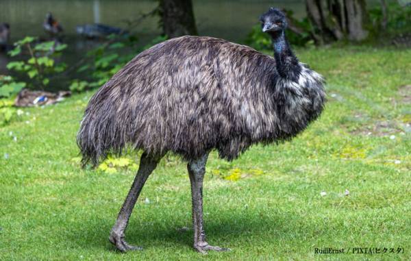 串に刺さった『おでん』に仰天　違和感のある卵に「バグる」