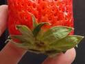 これは食べられない…　イチゴの形に６万人が共感
