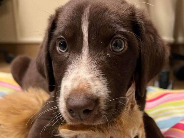 「癒し合っているんだね」　大ケガをした子犬が抱きしめているのは…？