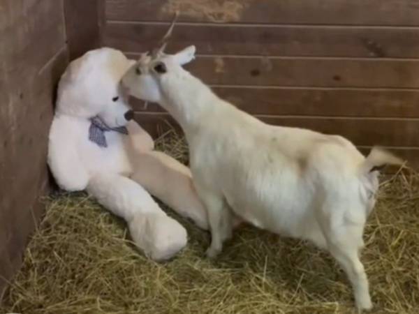 「動物にも感情がある」　我が子を失ったヒツジが見せた『表情』に「涙が出た」