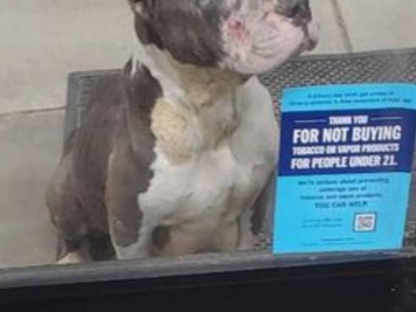 店の前に座っていた犬　その『顔』に悲しみと怒りの声が殺到「かわいそうに」