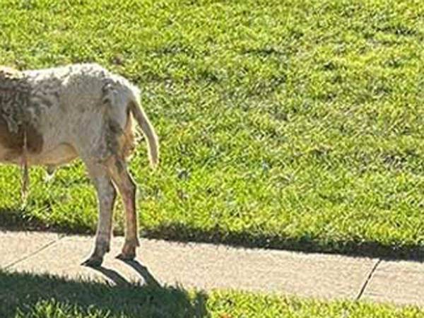 「そんなことある？」　迷子動物の通報を受け、警察官が保護しに行くと…？