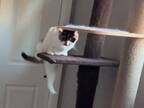 キャットタワーを自力で降りる、盲目の猫　飼い主が思わず吹き出したワケは？