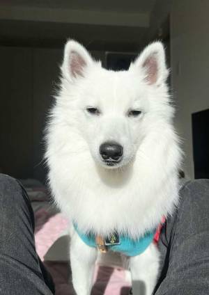 散歩になかなか出ない飼い主　それを見た犬の表情が？　「いい顔しすぎ」「笑った」