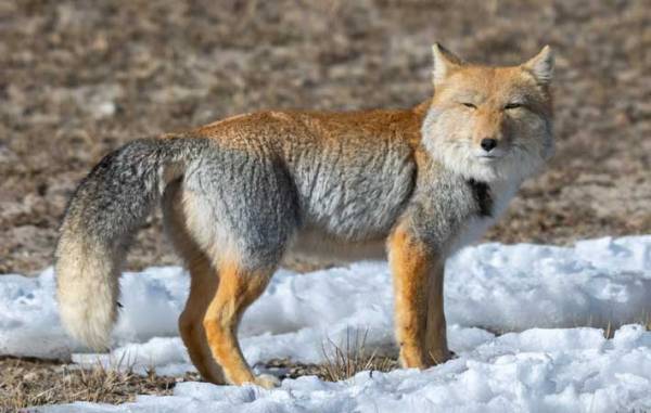 散歩になかなか出ない飼い主　それを見た犬の表情が？　「いい顔しすぎ」「笑った」