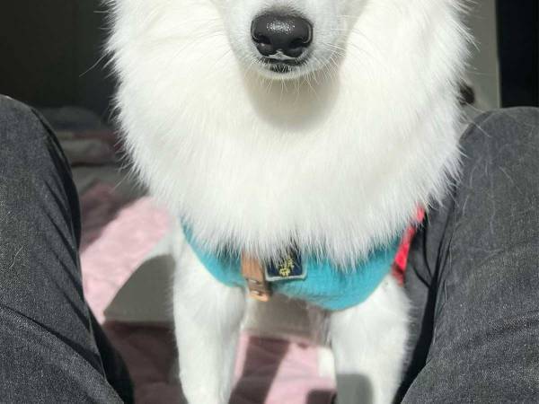 散歩になかなか出ない飼い主　それを見た犬の表情が？　「いい顔しすぎ」「笑った」