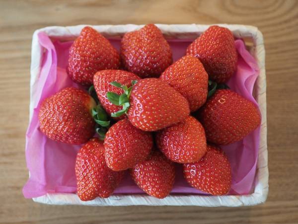 農家の孫が教える『甘いイチゴ』の見分け方　着眼点に「そこを見るのか」「適当に選んでました」