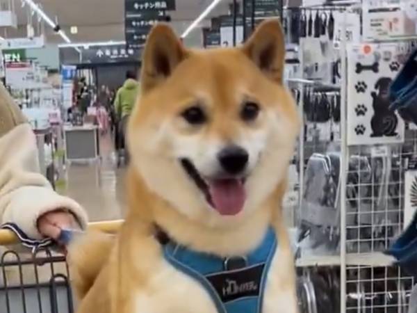 ペット専用カートに乗った愛犬　続く展開に「ショックがデカそう」