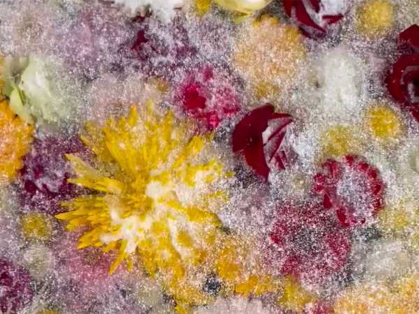 寒さで凍った神社の『花手水』　水をかけてみると？　「美しい」「まるでアート作品」