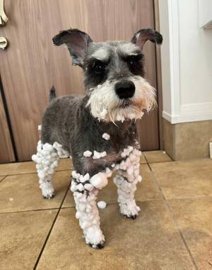 「北海道は連日雪です」　雪遊びした犬の姿に「笑った」「満喫したことが伝わる」