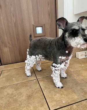 「北海道は連日雪です」　雪遊びした犬の姿に「笑った」「満喫したことが伝わる」