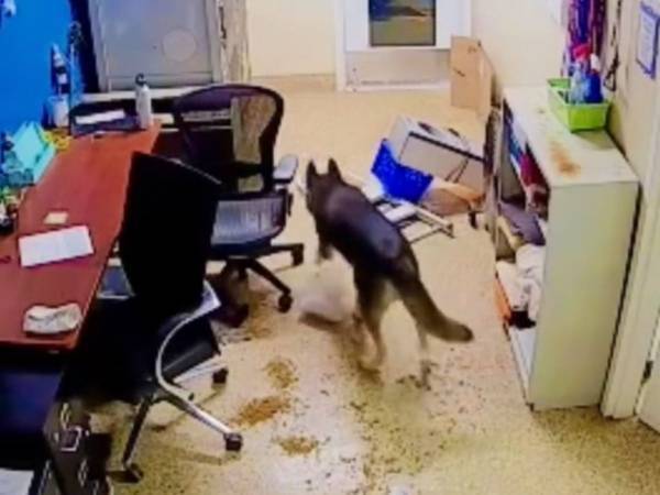 深夜にオフィスを荒らした『現行犯』　動画が拡散された結果、最高の展開に！