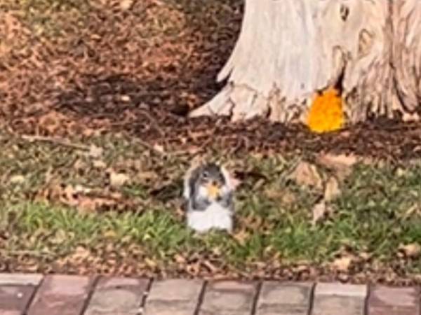 「スーパーで買った？」　リスが木の穴にため込んでいた『食糧』が二度見必至