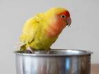 インコと暮らすとこんなに楽しい！　飼い主がコーヒーを飲もうとすると…？