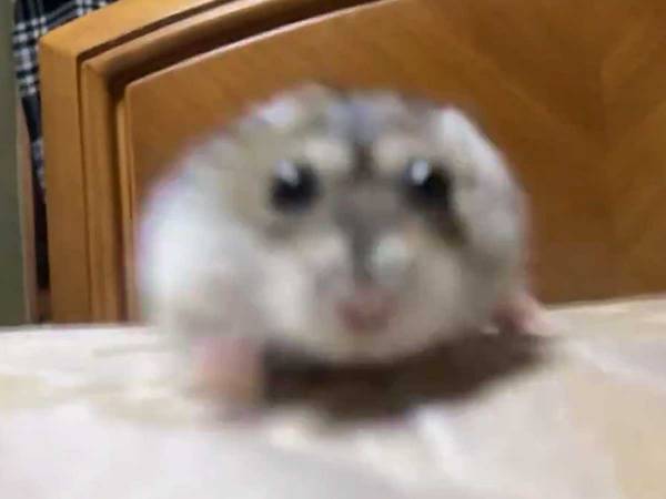 瞬き厳禁！　ハムスターの２秒の動画に１４万『いいね』