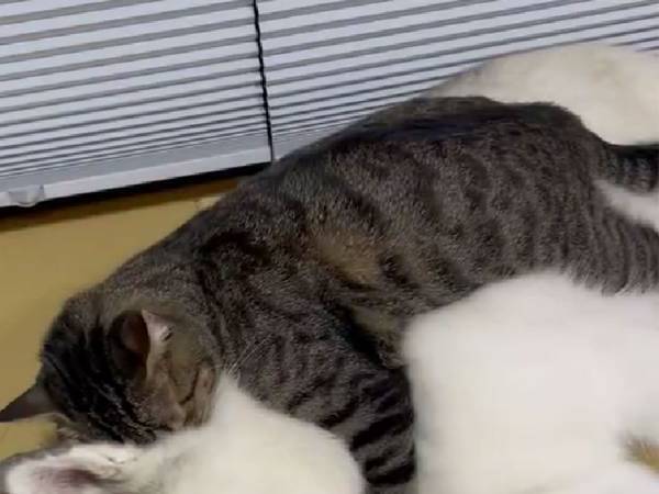 「モフってる…」　猫が顔をうずめていたのは…？　その姿に「かわいすぎる！」