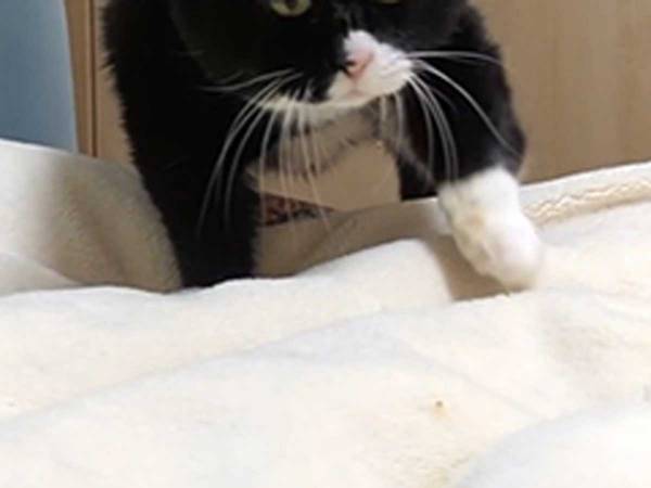 飼い主が「この顔がたまらんのですよ」と絶賛する愛猫の写真に、爆笑！