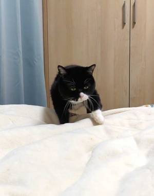 飼い主が「この顔がたまらんのですよ」と絶賛する愛猫の写真に、爆笑！