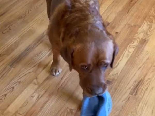 「はい、散歩に行こう」　飼い主が時々困ってしまう、愛犬のアピール方法がコチラ