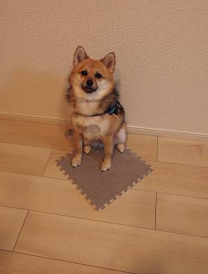 飼い主「それ、やめてもらえます？」　犬の行動に「賢すぎるだろ」「天才か？」