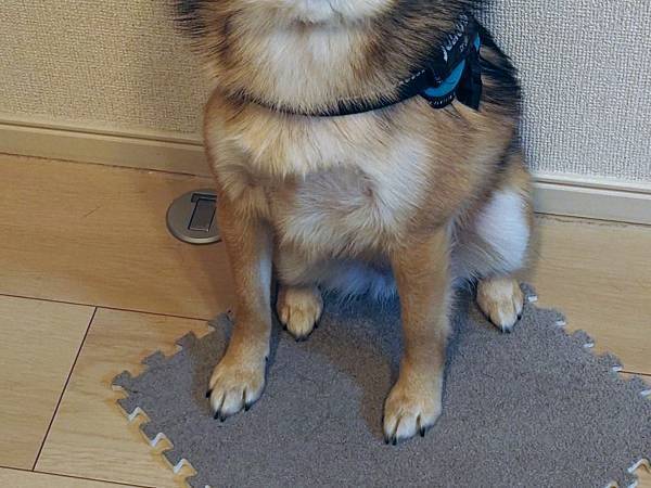 飼い主「それ、やめてもらえます？」　犬の行動に「賢すぎるだろ」「天才か？」