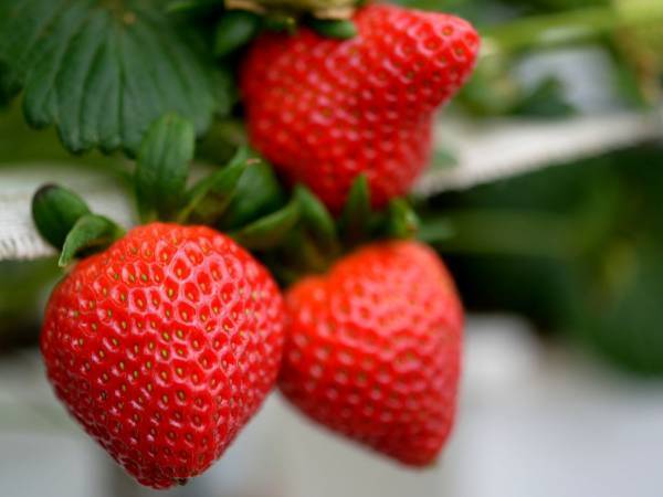 イチゴ農園が教えるイチゴ狩りのマナー　「次からそうします」「これは大切」