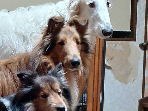 飼い主「大きさがよく分かるでしょ」　３匹が並ぶ素敵な写真に「なんて素敵な写真！」「賢さに脱帽」202