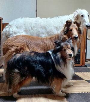 飼い主「大きさがよく分かるでしょ」　３匹が並ぶ素敵な写真に「なんて素敵な写真！」「賢さに脱帽」202