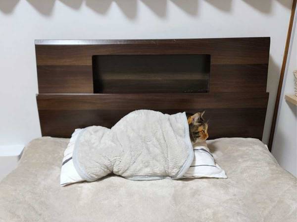 愛猫が布団代わりにしていたのは…？　「なんてピッタリ」「譲るしかない」