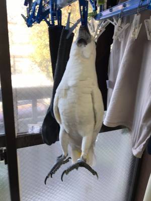 「えーッ！？何してるの？!」　洗濯物をよく見ると？