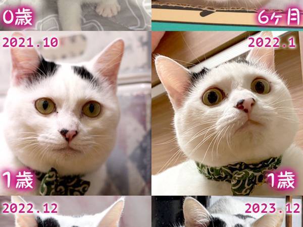 愛猫の成長を写真で振り返った飼い主　１歳が『ターニングポイント』になっていて…？