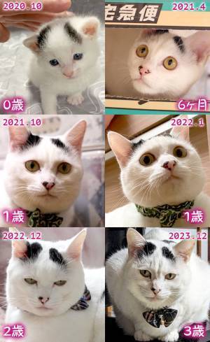 愛猫の成長を写真で振り返った飼い主　１歳が『ターニングポイント』になっていて…？