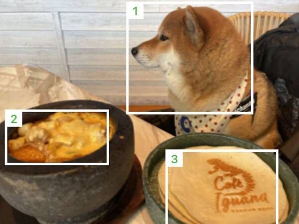 柴犬を食べ物判定するアプリ　『表示された料理名』に「ウケる」「似ているから仕方ないね」