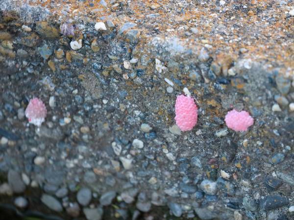 「触っちゃダメ！」　注意喚起に「子供がいるから心配」「これは怖い」