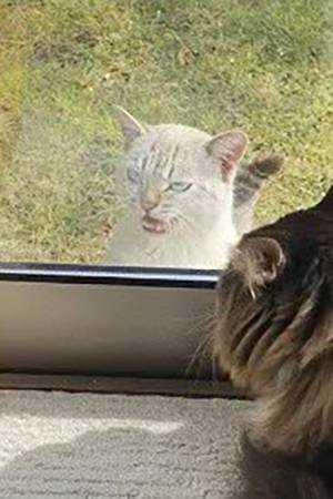 『ヤンキーの顔』だった野良猫　衝撃的な変化に「目を疑った」「泣いたわ」