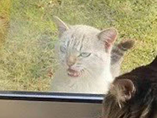 『ヤンキーの顔』だった野良猫　衝撃的な変化に「目を疑った」「泣いたわ」